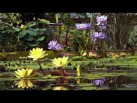 Video: Walking On The Waters In The Botanical Garden