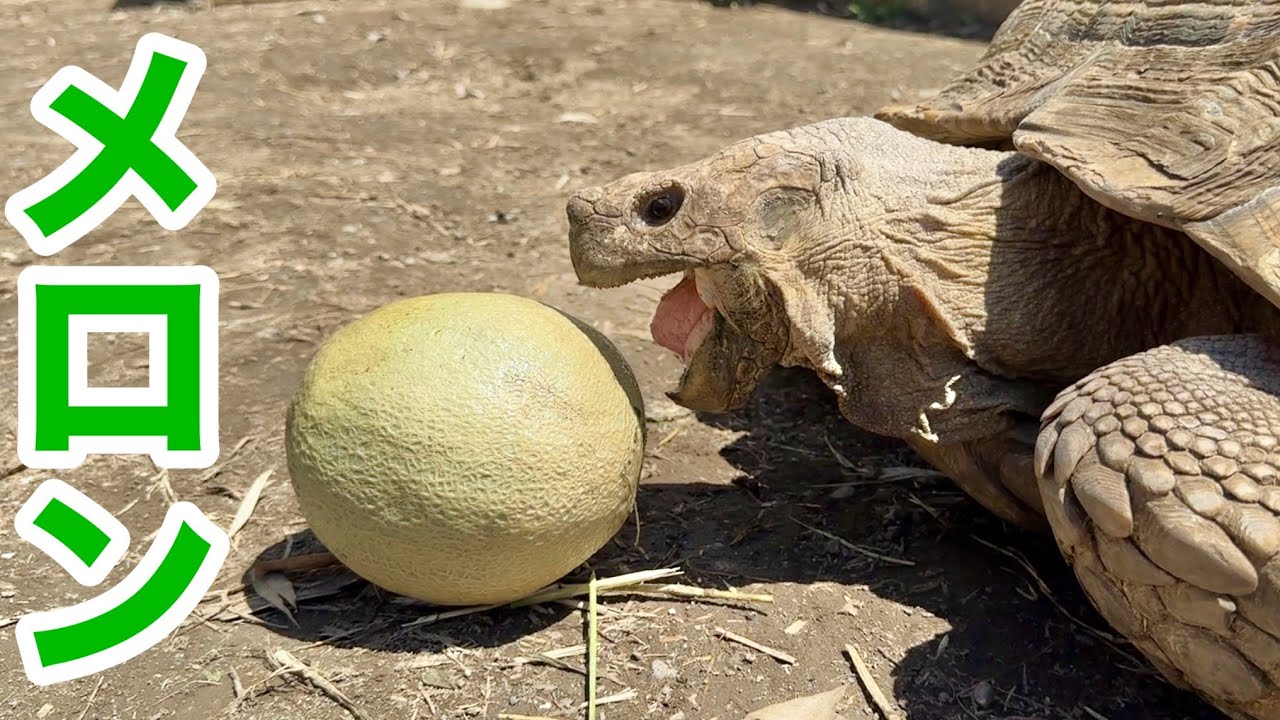 育てよカメ ウルトラQ 育てよ！カメ / Ultra Q Taro & Turtle - Cover - YouTube