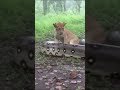 Lion Got Curious… Then the Anaconda Moved #shorts #lioncub #anaconda  #shortsfeed #africansafari