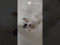 [카바푸 아티] 덥다고 난리치더니... 욕조에 지지는(?) 강아지  He complained about the heat, but look at him now...