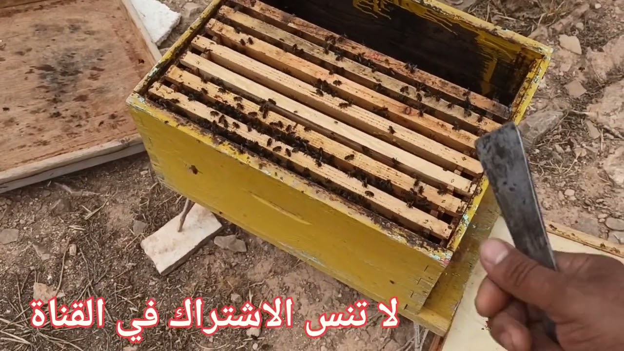 علاج امراض الحضنة عند النحل مرض الحضنة الطباشيري و مرض تعفن الحضنة الاوربي#امراض_النحل.