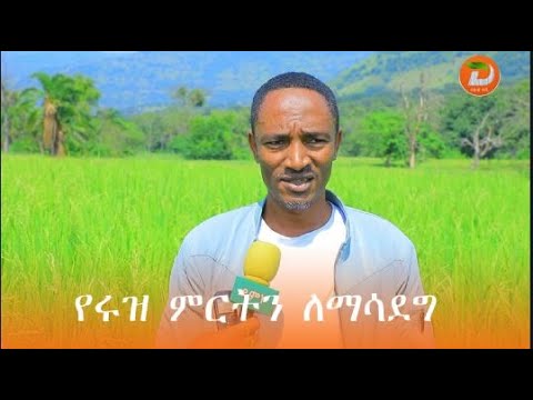 በደቡብ ምዕራብ ኢትዮጵያ ህዝቦች ክልል ሩዝ አምራች አርሶ አደሮችን በኩታ ገጠም በማደራጀት ወደ ተግባር በማስገባት የሩዝ ምርትን ለማሳደግ የተለያዩ