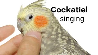 Singing pearl cockatiel