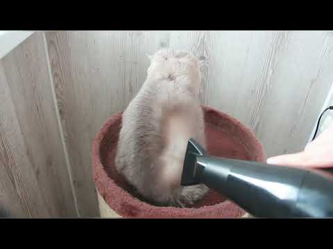 можно ли кошку сушить феном