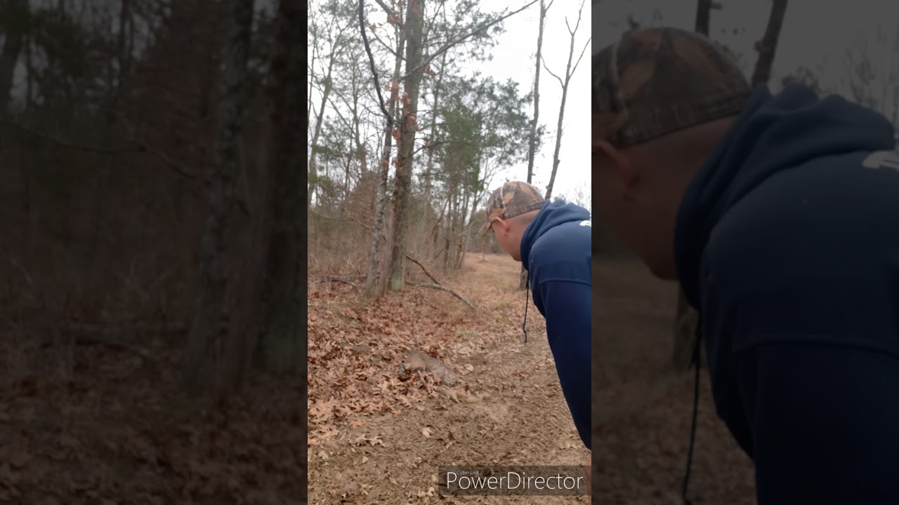 Bobcat trapping YouTube