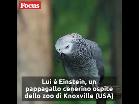 Einstein pappagallo cenerino dello zoo di Knoxvill