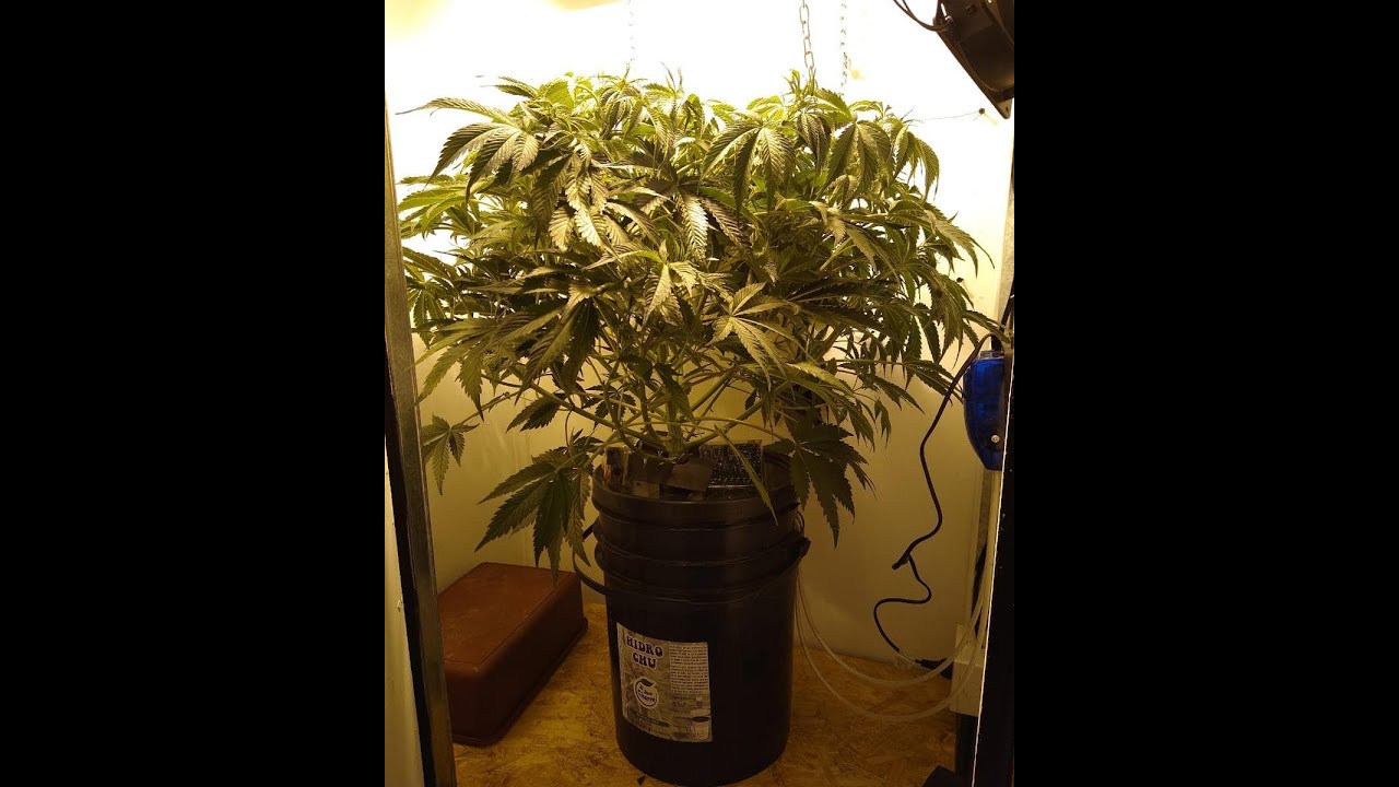 Top 5 consejos churreros para Hidroponia Cannabis Dwc! Sistema Hidrochu BuenChurro.