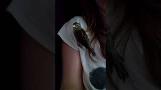 A Sparrow is Playing in My Hair by weliveinspired 131 views 6 years ago 1 minute, 34 seconds