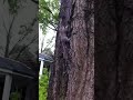 Doğaya bırakılan sincabı ışık hızıyla kapan kedi