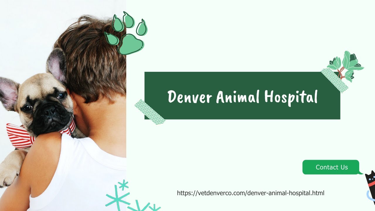 Denver Animal Hospital YouTube
