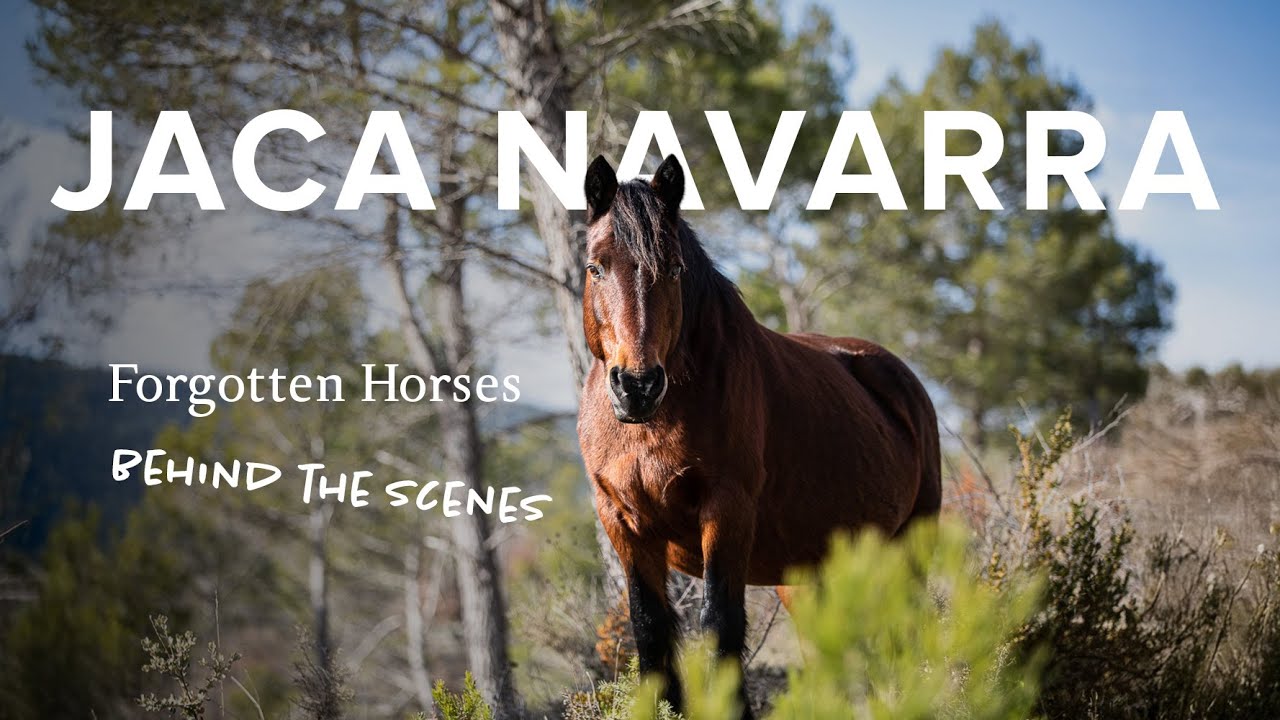 Jaca Navarra Horse in Spain | Explore Forgotten Horses