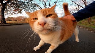 公園を散歩していたら土手の上からよく喋る野良猫から声を掛けられた