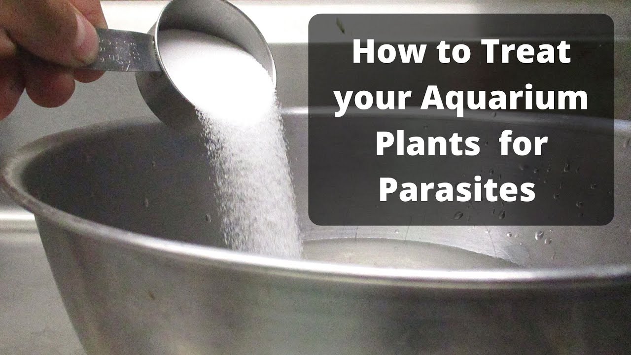 How to Treat Your Aquarium plants for Parasites and Algae YouTube
