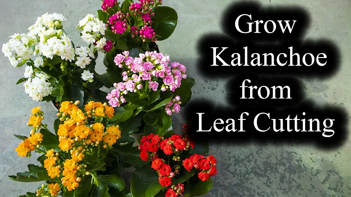 How to Grow Kalanchoe from Leaf Cutting | Full Guide - DayDayNews