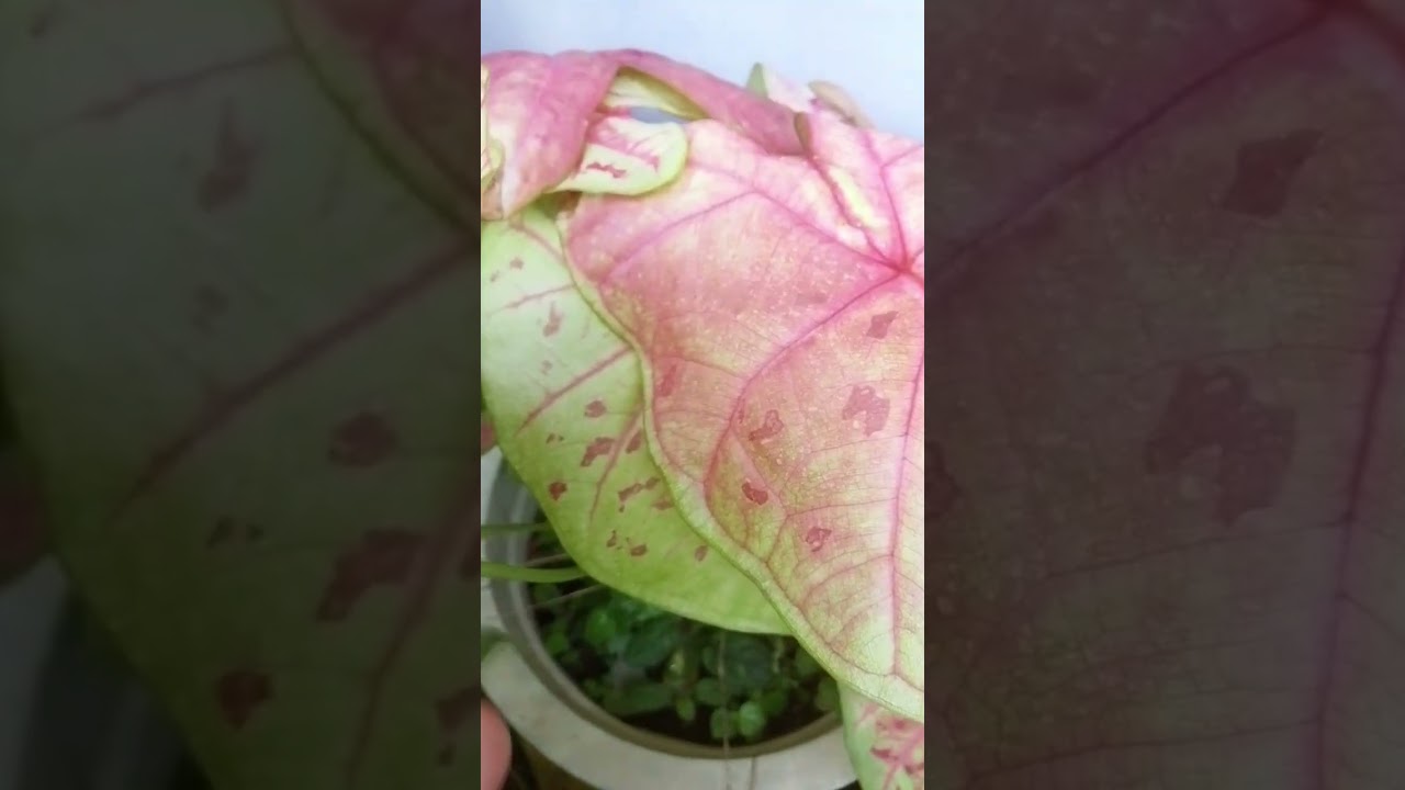 Pink princess Caladium 