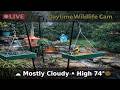 LIVE NC Bird Feeder &amp; Water Stream Cam 🌤️ | Backyard Birds, Squirrels &amp; Relaxing Nature Sounds