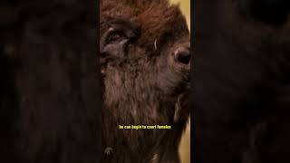 Bison Mating Unveiled Witness The Raw Power And Majesty Of Natures Courtship Rituals