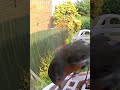 Curious little robin at the bird feeder #birdfeeder #birds #birdslover #birdwatching