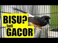 Sukses Memancing Murai Batu Bisu Berubah Gacor Fighter Dan Ngisi Mp3 - Mp4 Download