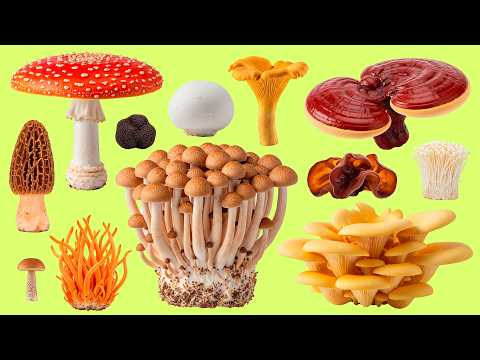 Indonesian Mushrooms