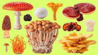 Learn Mushroom Vocabulary Fast 🍄 25 Daily Words | Listen & Repeat Bahasa Indonesia