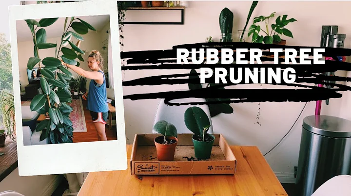 Pruning My Too Tall Rubber Tree + Propagation