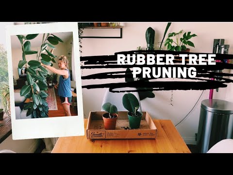 Video: Gummiplanter