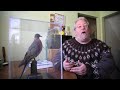 The extinction of the Passenger Pigeon