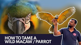 How to tame a WILD Macaw/parrot? |  एक तोते को टेम कैसे करें #macaws #training #tame