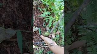 Harvesting moss for our DIY Belen this Christmas #DIYBelen #ChristmasDecor #NaturalCrafts