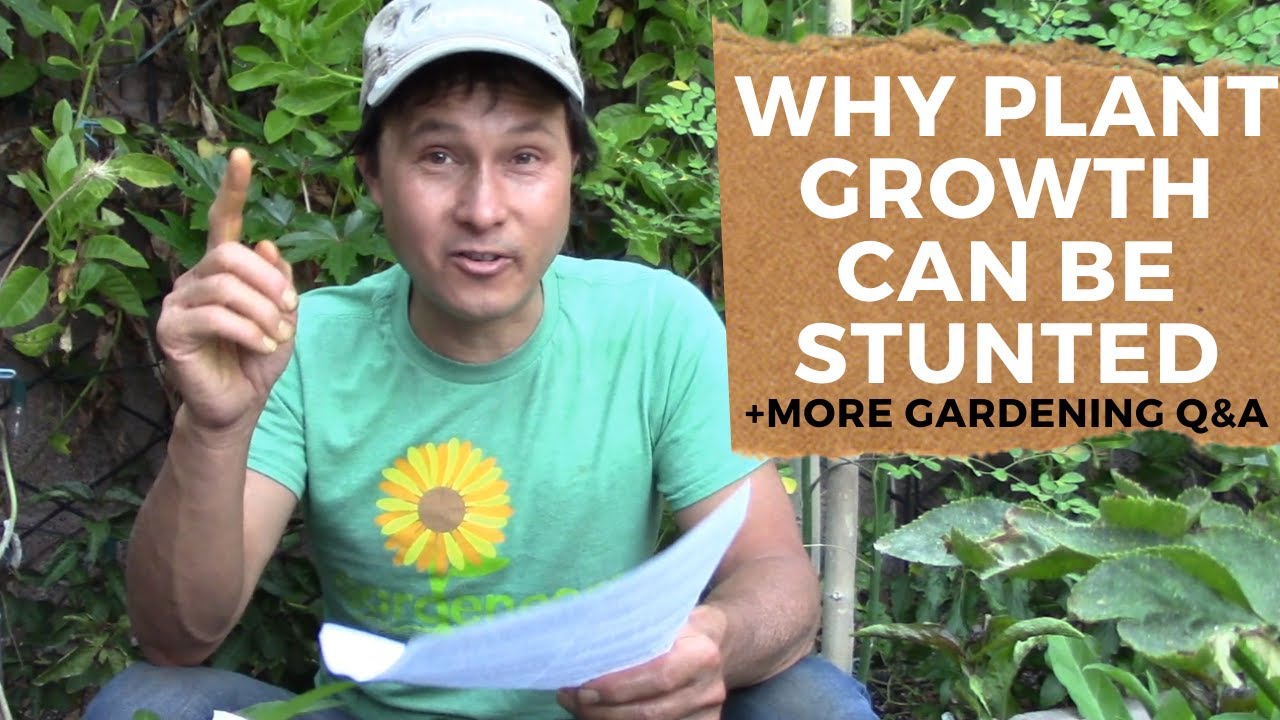 Why Aren't My Peppers Growing Fast? & More Organic Gardening Q&A YouTube
