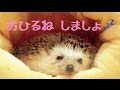 【安眠】つゆをながめて眠くなる動画 Take nap with Tsuyu