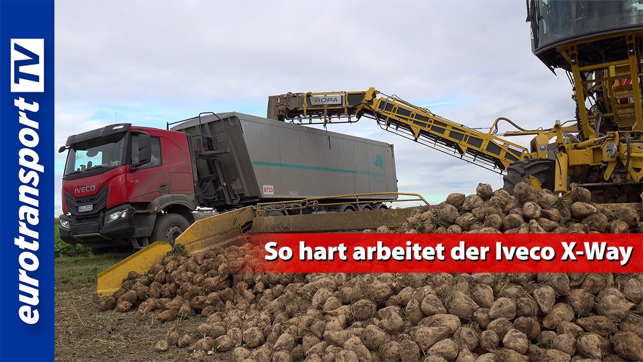 Iveco X-Way bei der Rübenernte: So hart ist der Einsatz wirklich