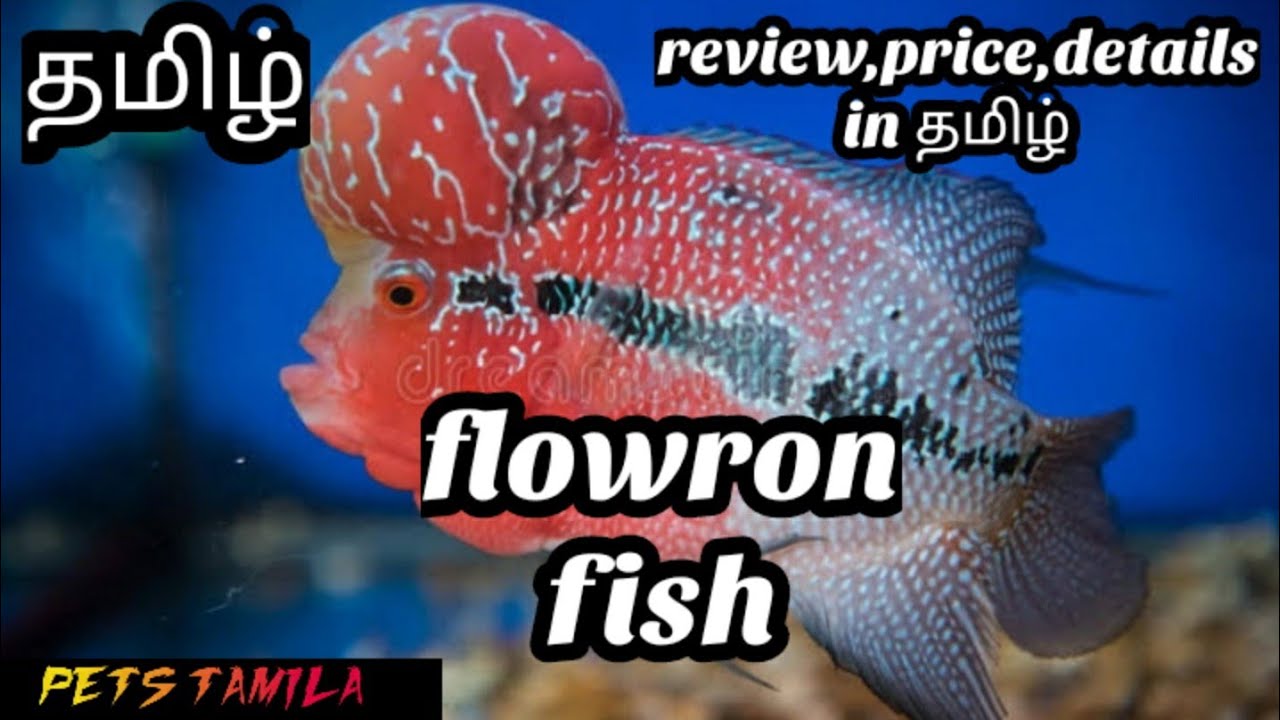 Flowerhorn fish in tamil/fish review/Tamil/petstamila YouTube