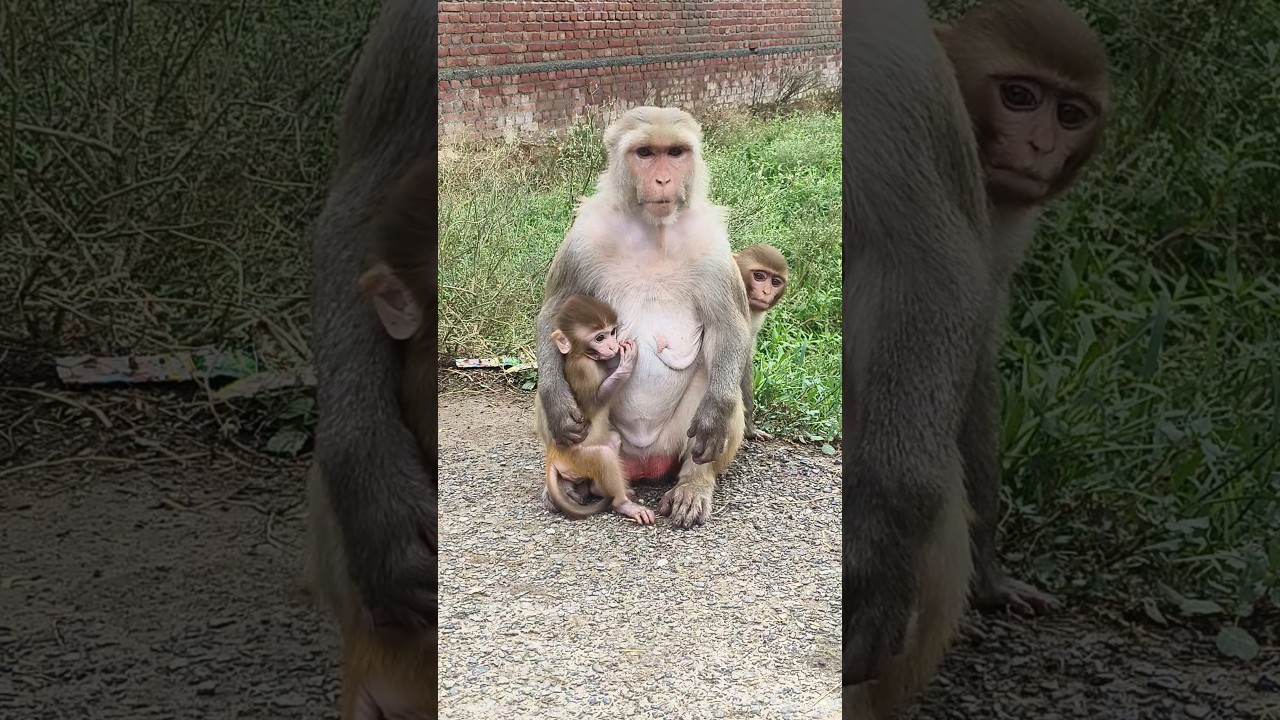 dudu piyenge 🍼🐵 trending song 