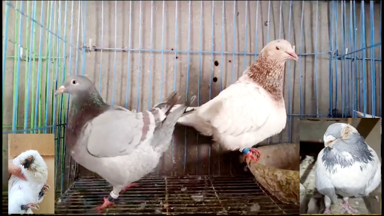 عين الحمام مقفولة؟ وعليها تجبنات؟ وكمان إسهال إسود؟ وكحة وحشرجة بدون بلغم او مخاط ؟شوف الأسباب وعلاج