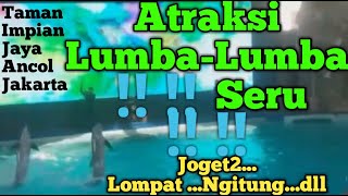 Atraksi seru Lumba-Lumba Ancol Jakarta || Gelanggang Samudera @srilatifahalumni8780