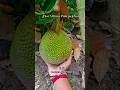 100% original Thai All time Pink jackfruit plants available Contact -8597921046 #nature #farming