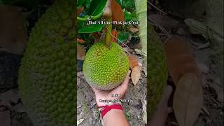 100% original Thai All time Pink jackfruit plants available Contact -8597921046 #nature #farming