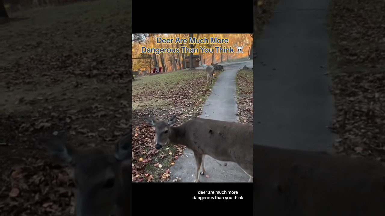 Deer Are MUCH More Dangerous Than You Think ☠️ 