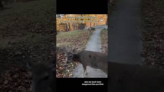 Deer Are Much More Dangerous Than You Think