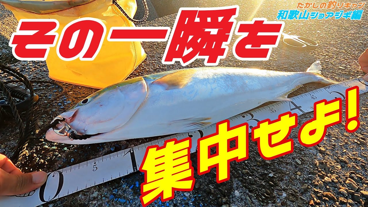 ショアジギング編 和歌山ショアジギ 9月 そのタイミングに集中すれば一