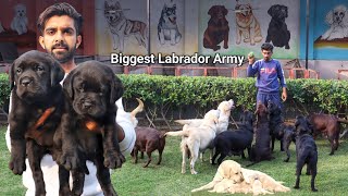 ऐसा Dog Farm रोज देखने को नहीं मिलता | English Labrador | Labrador Retriever | Labrador Kennel