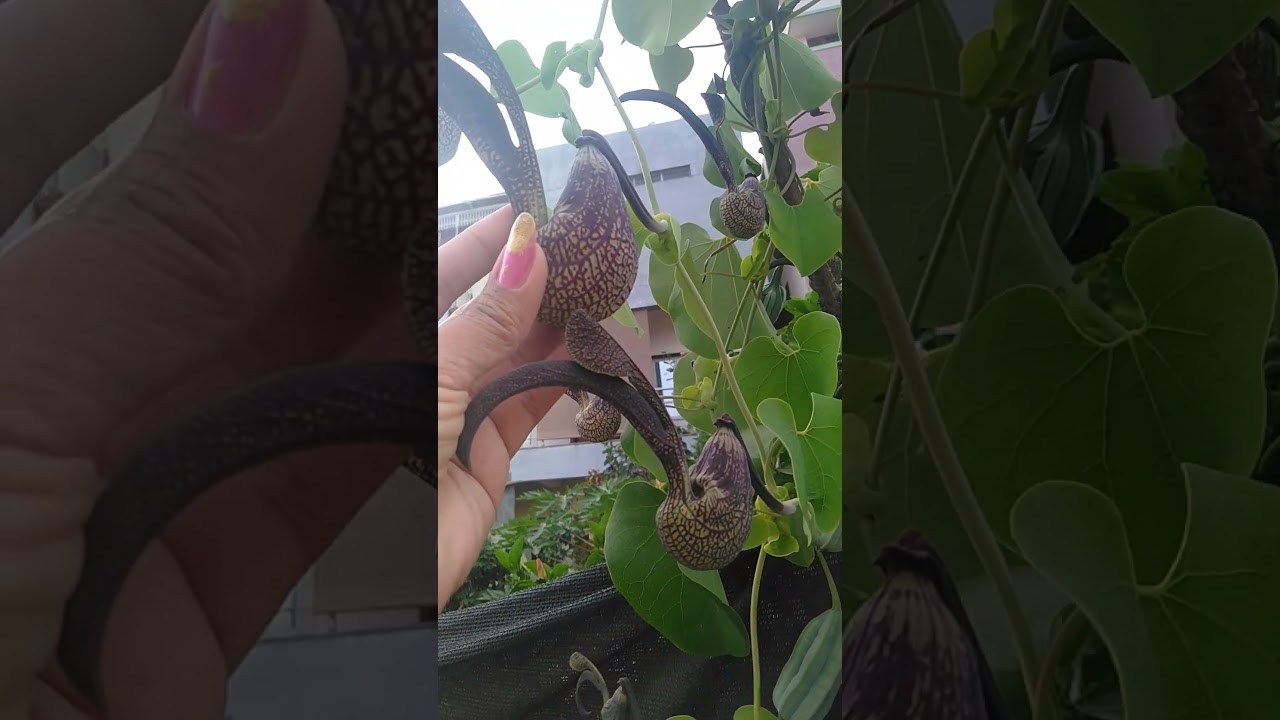 Dutchman's pipe vine plant| Aristolochia  # Shorts
