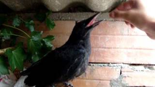 Bebe Corneille Noire Corvus Corone Carrion Crow Youtube