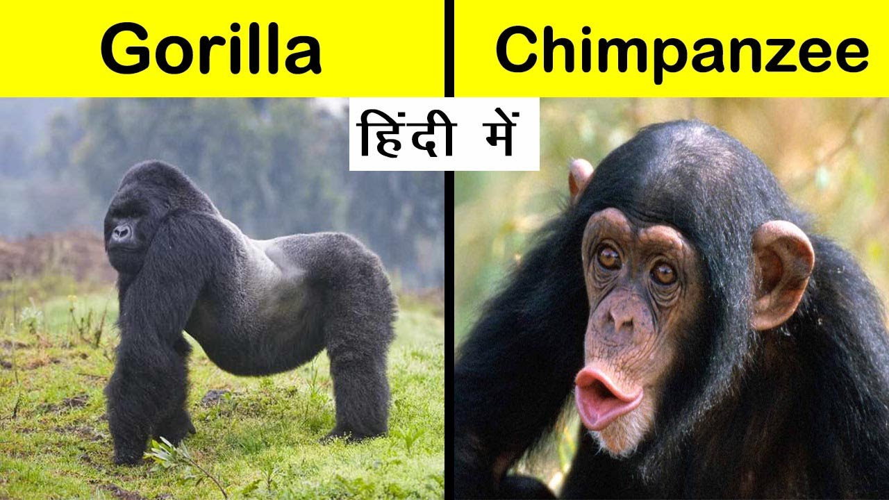 difference between gorilla and chimpanzee