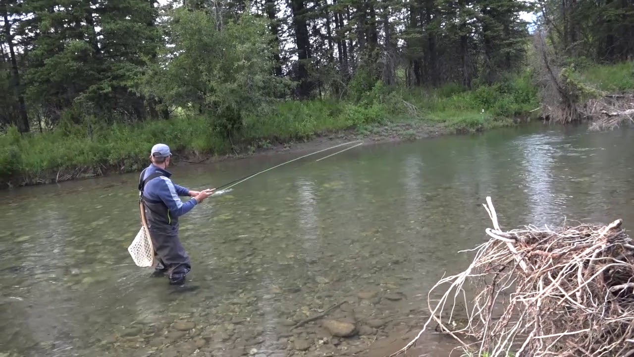 Fly Fishing for Trout Best rise we captured this year. Elk River BC