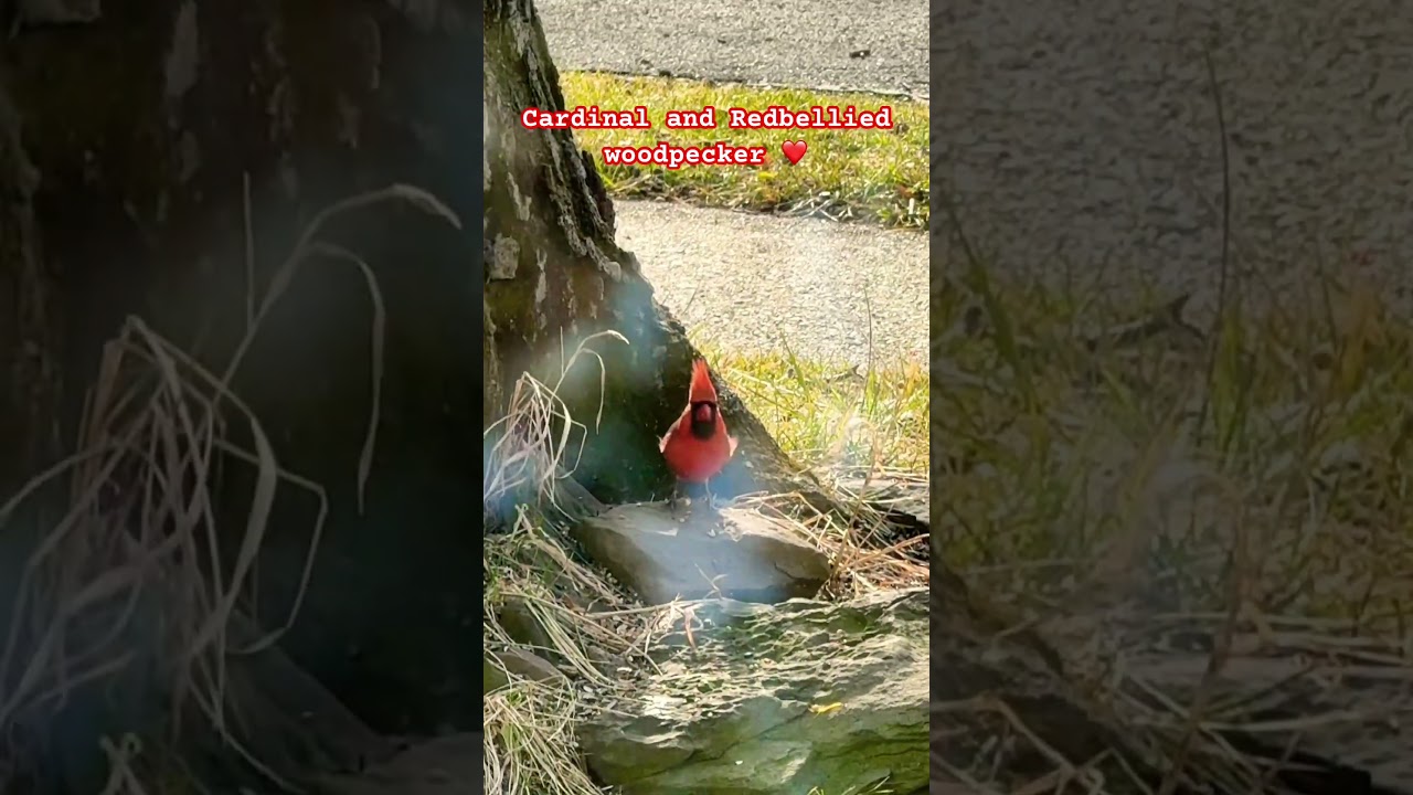 Both so adorable and cute #redcardinal #redbelliedwoodpecker #nature #love #wildlife #birdlove