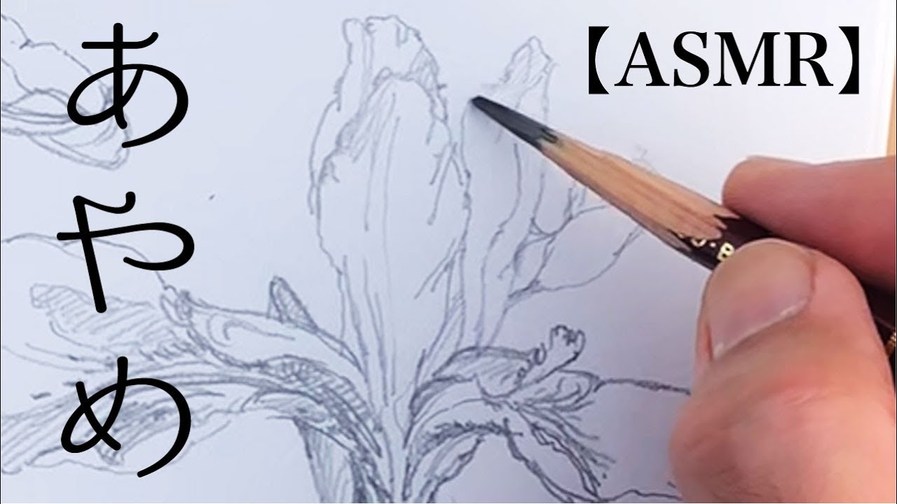 【ASMR】初夏を彩る端正な花、あやめ野外スケッチの鉛筆音【文目】
