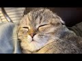 Meet my cat misty